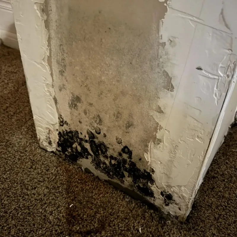 Professional Mold Removal in Homestead, FL
